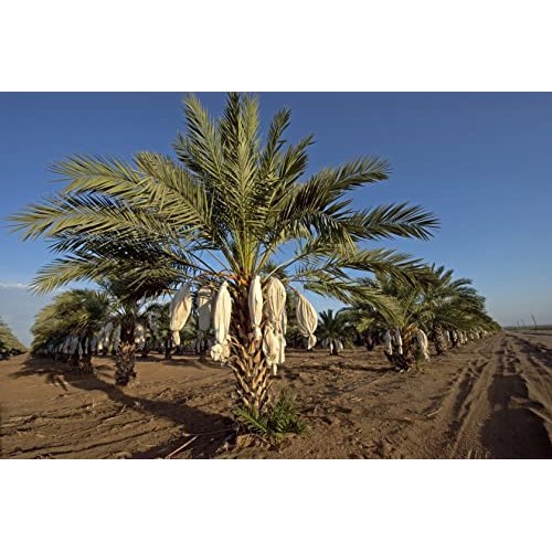 California Medjool Dates Fresh Harvest Recloslable Bags Naturall