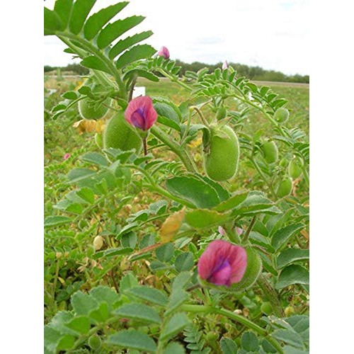 Garbanzo Beans ChickPeas-Raw/Non-GMO/Kosher Sproutable Low Sod...