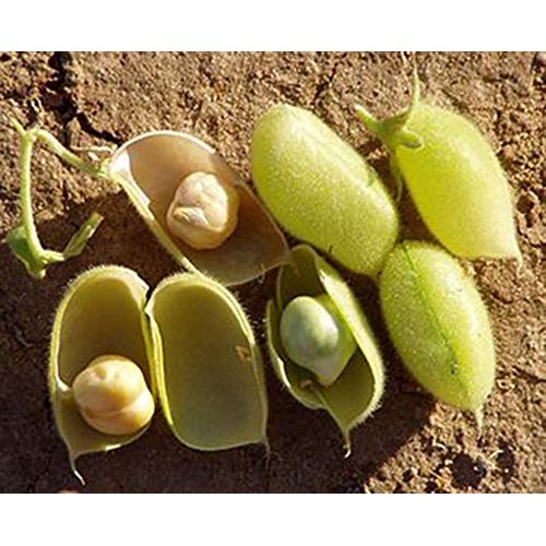 Garbanzo Beans ChickPeas-Raw/Non-GMO/Kosher Sproutable Low Sod...