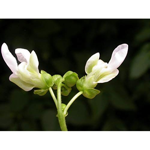 Organic Black Turtle Beans- Fiber &Amp; Protein Rich, Raw, Non-Gmo,