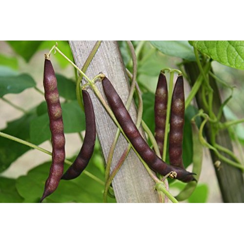 Organic Black Turtle Beans- Fiber &Amp; Protein Rich, Raw, Non-Gmo,