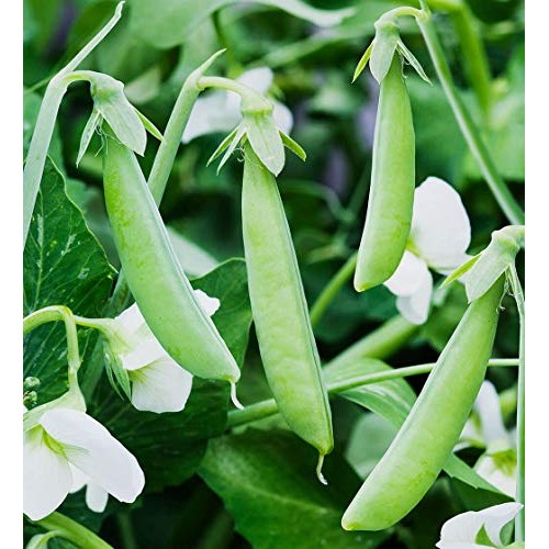 Organic Green Split Peas- Fiber &Amp; Protein Rich, Raw, Non-Gmo, Ve