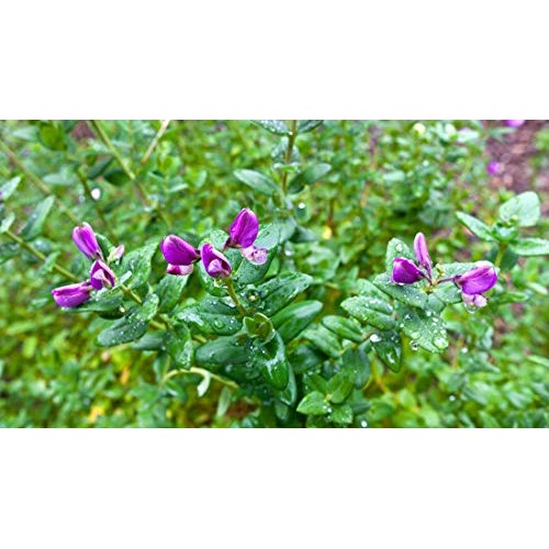 Organic Green Split Peas- Fiber &Amp; Protein Rich, Raw, Non-Gmo, Ve