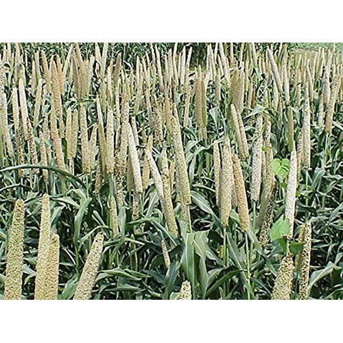 Usa Grown Organic Millet, Whole Grain Seeds Non Gmo Hulled Bulk