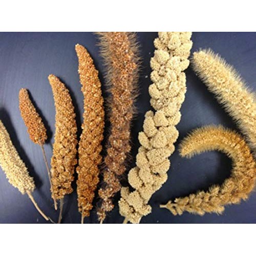 Usa Grown Organic Millet, Whole Grain Seeds Non Gmo Hulled Bulk