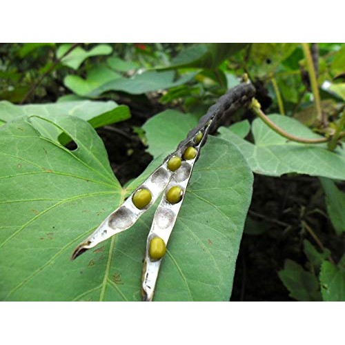 Whole Dried Organic Mung Beans Aka Green Gram Maash Moong