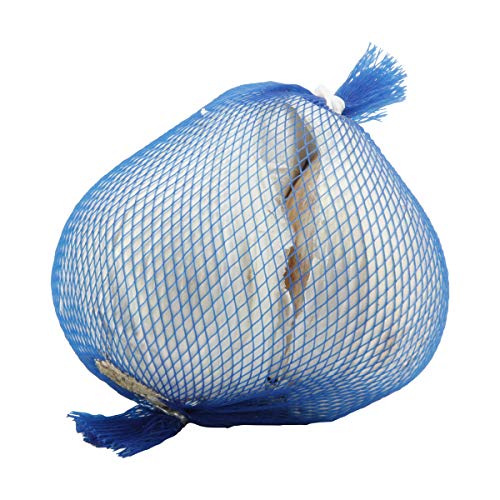 Garlic Elephant Conventional, 1 Each