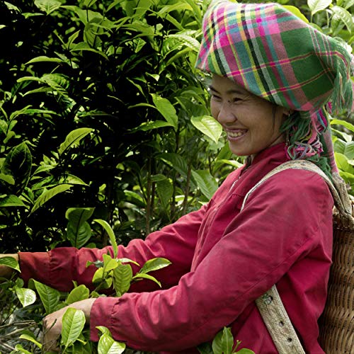 Pukka Herbs Herbal Collection, Selection Of Five Organic Herbal