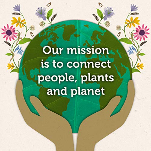 Pukka Organic Tea Bags, Elderberry &Amp; Echinacea Herbal Tea, Perfe