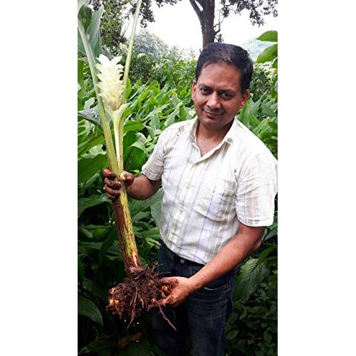 Organic Turmeric Powder Spice 7.5 Oz - Freshly Packed In Reseala