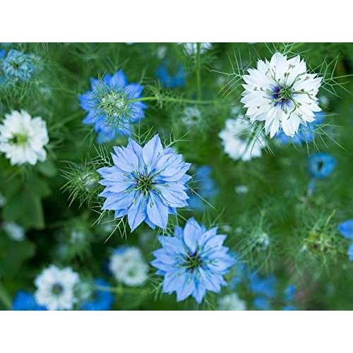 Pure Indian Foods Organic Black Seed Nigella Sativa / Black Cum