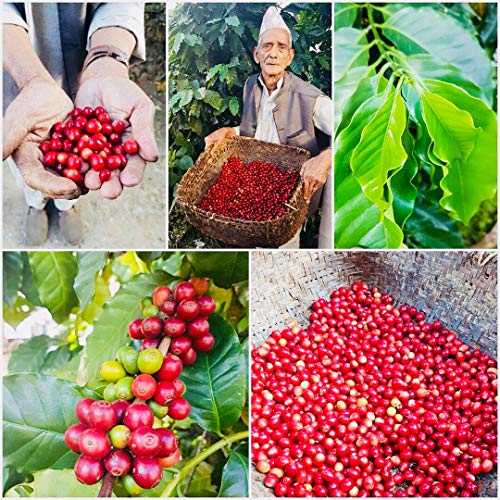 Himalayan Arabica Organic Medium Roasted Whole Beans Coffee Cupp