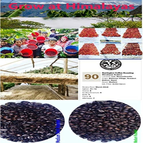 Himalayan Arabica Dark Roasted Coffee Beans Grow On Sun Shade Ha