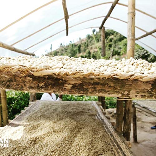 Himalayan Arabica Dark Roasted Coffee Beans Grow On Sun Shade Ha