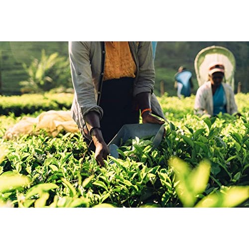 QuikTea Turmeric Ginger Chai Tea Latte - 10 Count Single Box - A...