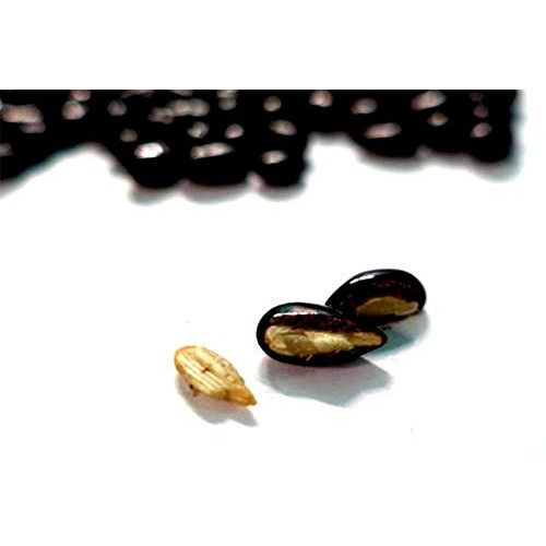 Healthy Chocolate, Coated Sunflower Seed, Yummy Healthy Snack Ch