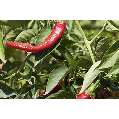 Spicy Hot Smoked Paprika Pimenton From Spain 750G