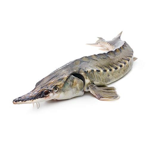 Sturgeon In Own Natural Juice By Ecofood Pack Of 3 8.5 Oz | 240 G