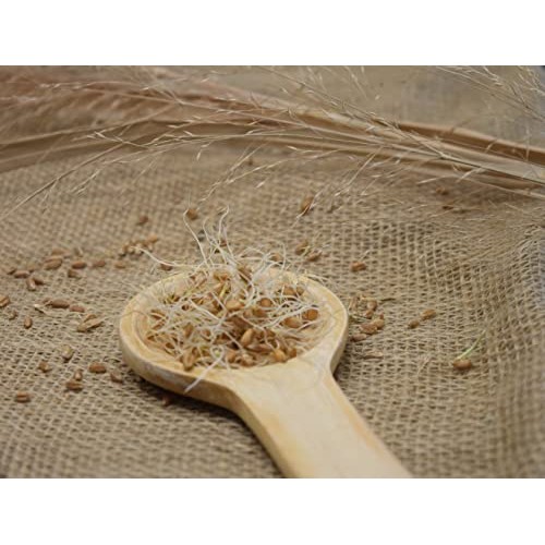 Royal Lee Organics Organic Hard Red Wheat Berries 10 Lb Bag