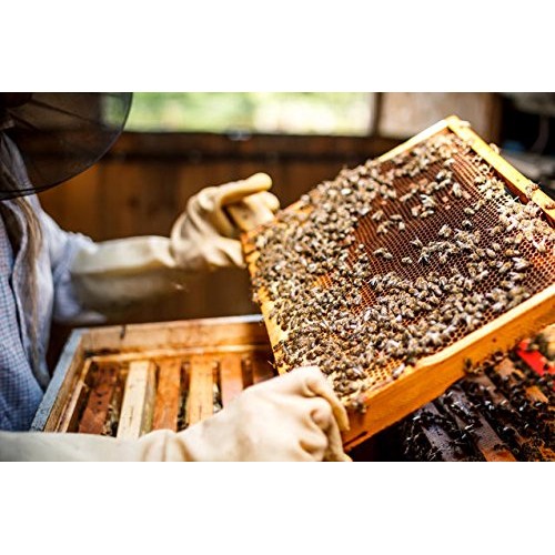 Really Raw Honey 5Lb Jar Pack Of 2