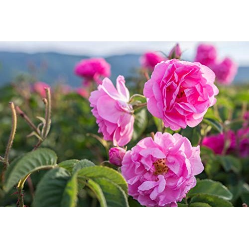 Angel Bake Rose Extract - Bulgarian. 2 Fl Oz.