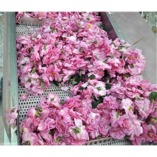 Angel Bake Rose Extract - Bulgarian. 2 Fl Oz.