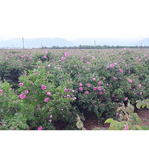 Angel Bake Rose Extract - Bulgarian. 2 Fl Oz.