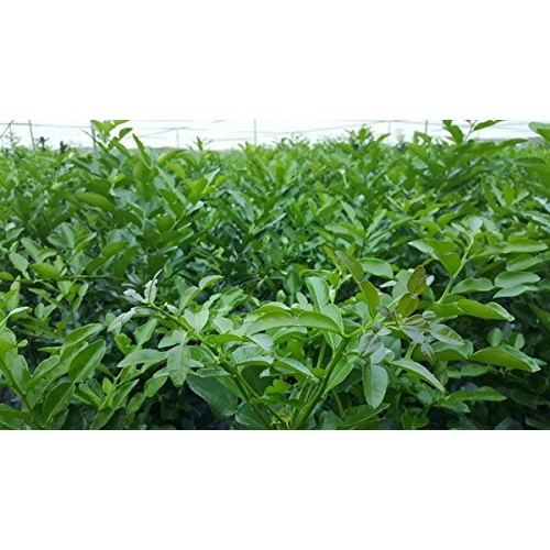 Dried Kaffir Lime Leaves In Bag, 0.88Oz