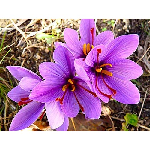 Safaroma Saffron Threads | 1Gram 0.036 Oz = 150 Servings | Pre