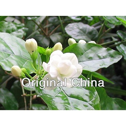 250G Dry Jasmine Bud, 8.8Oz Natural Flower Tea,