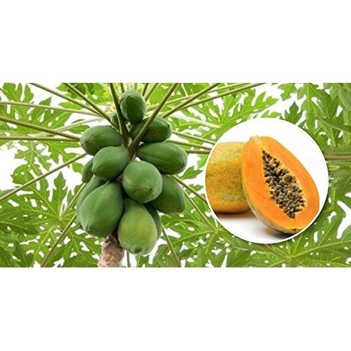 Dried Papaya Spears No Sulfur And Low Sugar Natural Taste 2 Lb