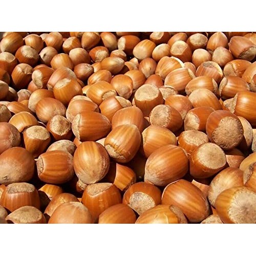 Freshly Harvested American Grown Raw In-Shell Whole Hazelnuts Fi