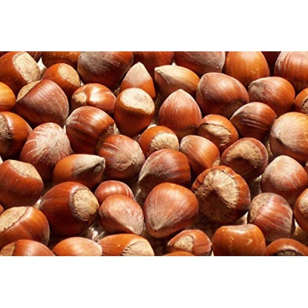 Freshly Harvested American Grown Raw In-Shell Whole Hazelnuts Fi