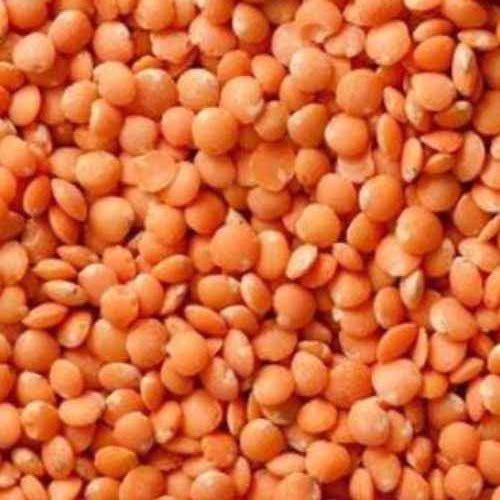 Organic Whole Red Lentils Dry 3