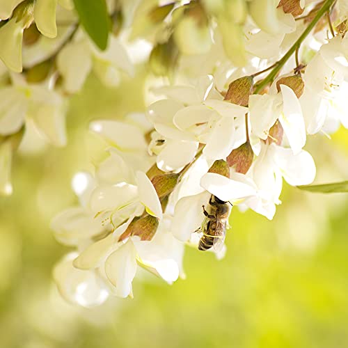 Sanniti Fulmer All Natural Hungarian Acacia Honey, 17.64 oz, Pa...