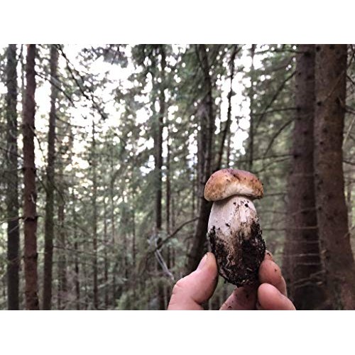 Scherini Italy - Dried Porcini Mushroom 1St Quality - 200G/0,44L