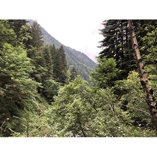 Scherini Italy - Dried Porcini Mushroom 1St Quality - 200G/0,44L