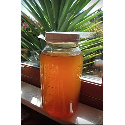 Scoby Kombucha Fba_Lepazc5747 1 X Organic Kombucha Scoby-Live Cu
