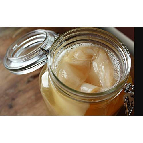 Scoby Kombucha Fba_Lepazc5747 1 X Organic Kombucha Scoby-Live Cu