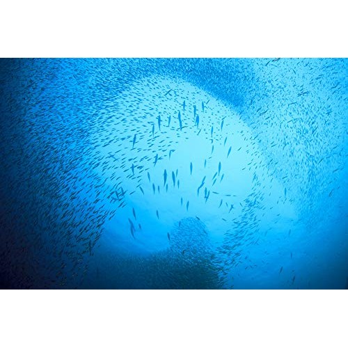 Season Kipper Snacks – Boneless Herring Fillets, No Salt Added, ...