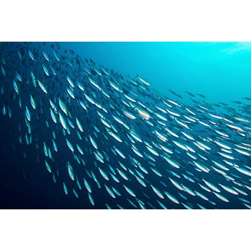 Season Sardines in Olive Oil – Wild Caught, 22g of Protein, Keto...