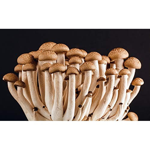 Malt Extract Agar Mea Dehydrated, 500 Grams