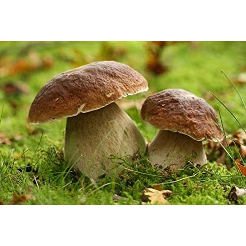 Seweryn Dried Mushrooms Polish Forest Mix Sliced 1Lb