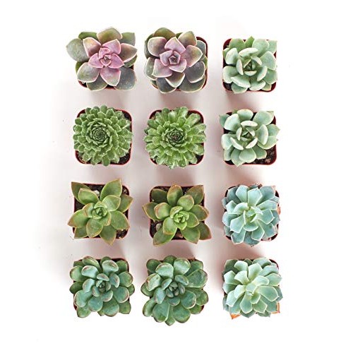 Shop Succulents | Radiant Rosette Live Plants, Hand Selected Var