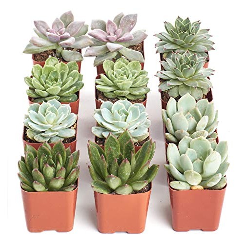 Shop Succulents | Radiant Rosette Live Plants, Hand Selected Var