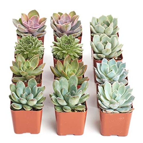 Shop Succulents | Radiant Rosette Live Plants, Hand Selected Var