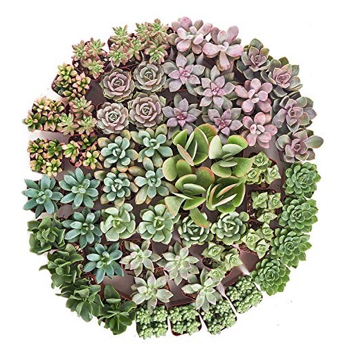 Shop Succulents | Soft Hue Collection | Assortment Of Hand Selec