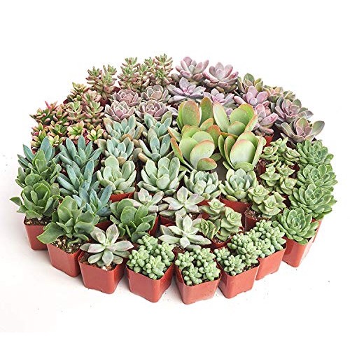 Shop Succulents | Soft Hue Collection | Assortment Of Hand Selec