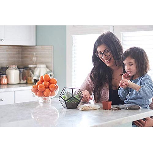 Shop Succulents | Soft Hue Collection | Assortment Of Hand Selec