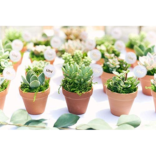 Shop Succulents | Soft Hue Collection | Assortment Of Hand Selec